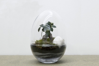 TERRÁRIO MINI BONSAI FICUS 