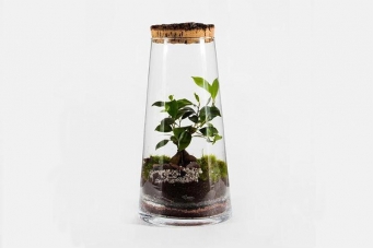 TERRÁRIO FLORESTA MÉDIA