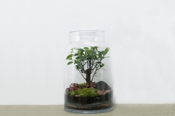 TERRÁRIO FLORESTA GRANDE